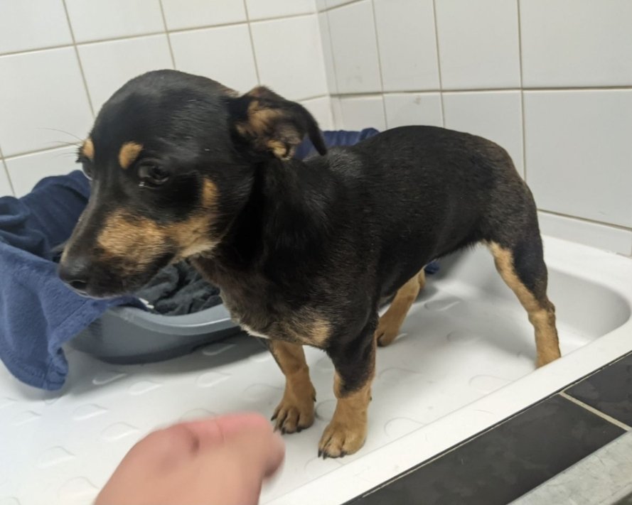 Missing Pets GB tweet media