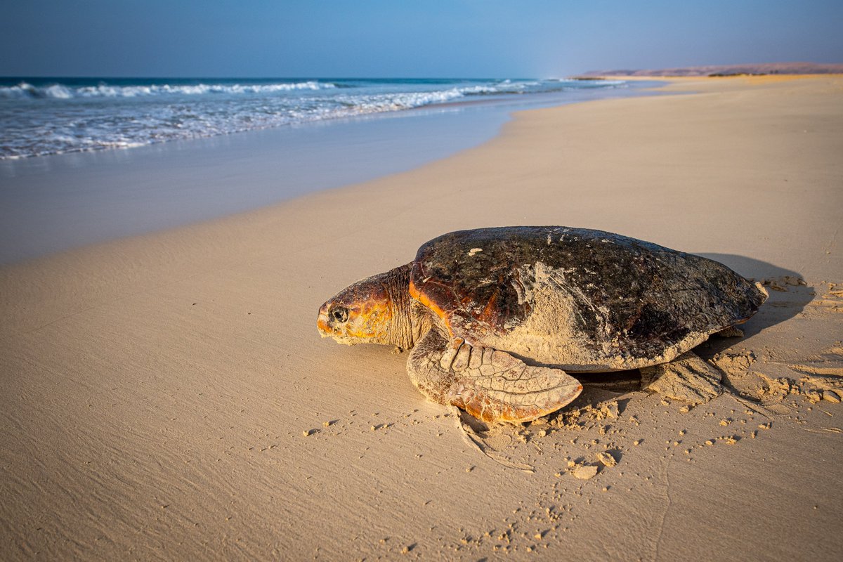 🧵7/7 🌊🐢Many thanks to all contributors and funders! MAVA Foundation @BirdLifeAfrica @BirdLife_News @IRBioUB @MarMegaFaunaUB @IEOoceanografia @UniBarcelona #MAVAFoundation #OAP7 #BiosCV #CaboVerde #SGPesca #BoaVista #OpenAccess conbio.onlinelibrary.wiley.com/doi/10.1111/co…