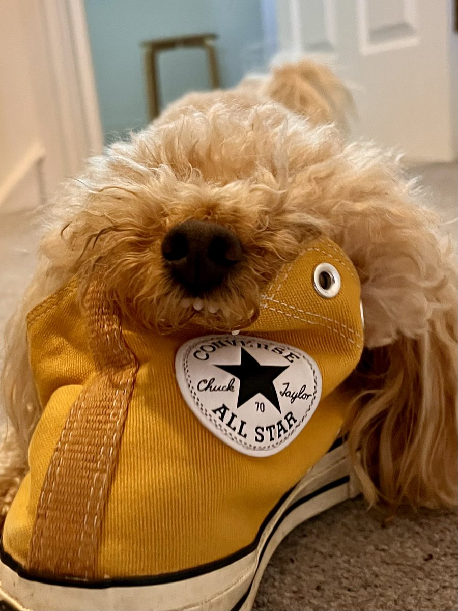 I will attack yoo vory fiercely shoo, whilst bearing my teethies. *deep growlies