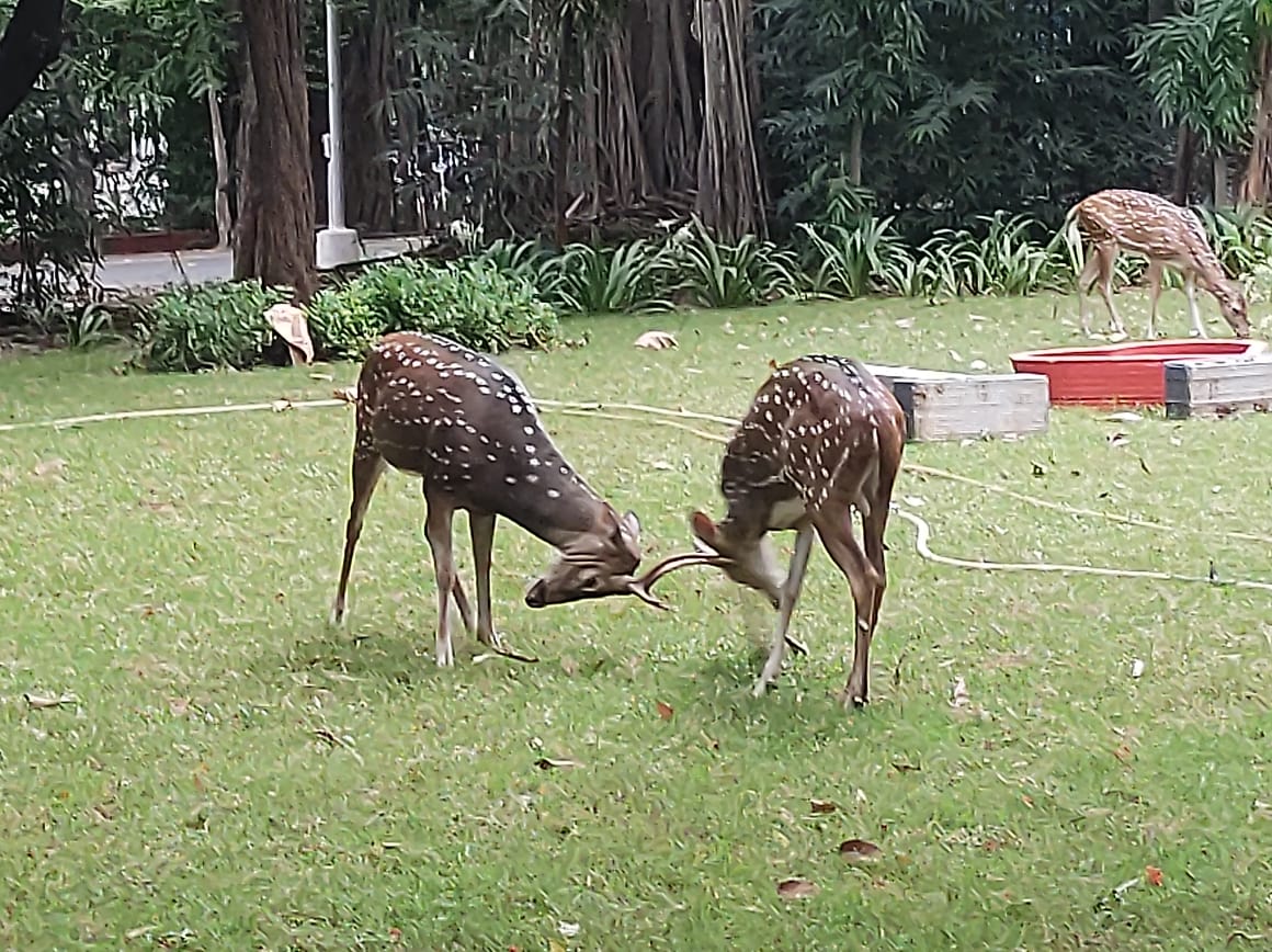 sairamrkn's tweet photo. #WorkPlaceView #CampusWildlife #Deers #DeerFight 

@FGCTweets @bgiddu @iitmadras https://t.co/cDAljT4zEZ