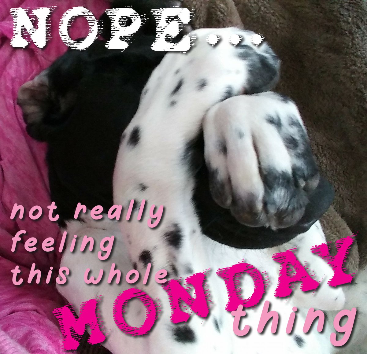 If you close your eyes, will Monday go away?

wtcollection.com

#shopwtcollection #monday #mondayvibes #mondaymood #nomoremondays #ihatemondays #makeitstop #betterwithfriends #fyp #lasvegasmarket #mplsmart #justdoit #itsmylife #nowornever #happymonday #ilovedogs