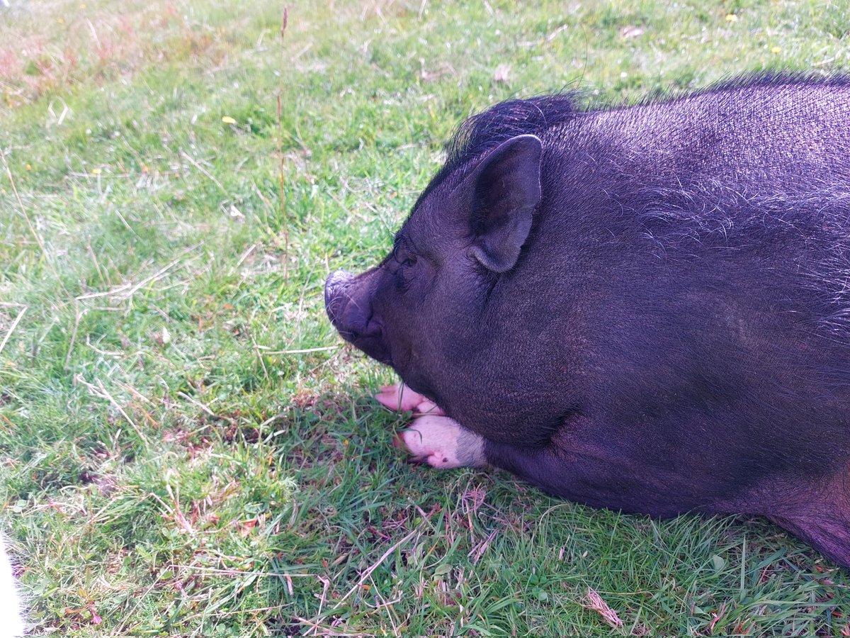 KaiaAardal's tweet photo. My friend Bob says hi!๐ฝ #petpig #pigsoftwitter https://t.co/1faJ5vljbt