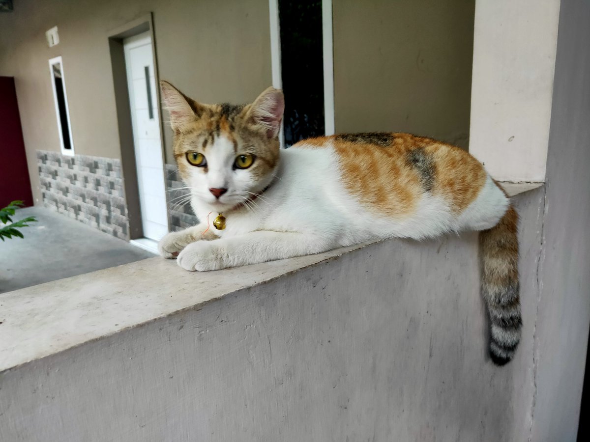 OninChan89's tweet photo. Kucing Hilang :
Adakah yang lihat Miku???
Miku terakhir kali terlihat semalam (30 Juli 2023) di teras rumah (daerah Perum Intan Sambiroto) pakai kalung pink.
Bagi yang menemukan Miku, tolong pulangin Miku ya 😭😭😭 https://t.co/t3BpiR55Ip