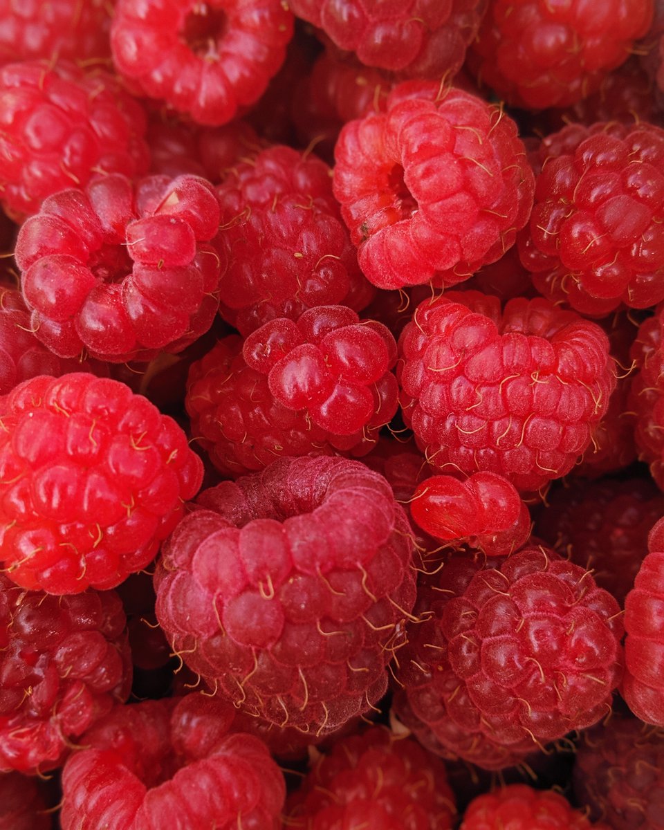LebanonILPhoto's tweet image. I would've never guessed it, but today is Raspberry Cake Day.

Raspberries are one of my favorite fruits, but I didn't realize they made a good cake. 
What's your favorite way to eat raspberries?
 #favoritefruit #goodcake #raspberry #raspberries #makehealthychoices #raspberrycake