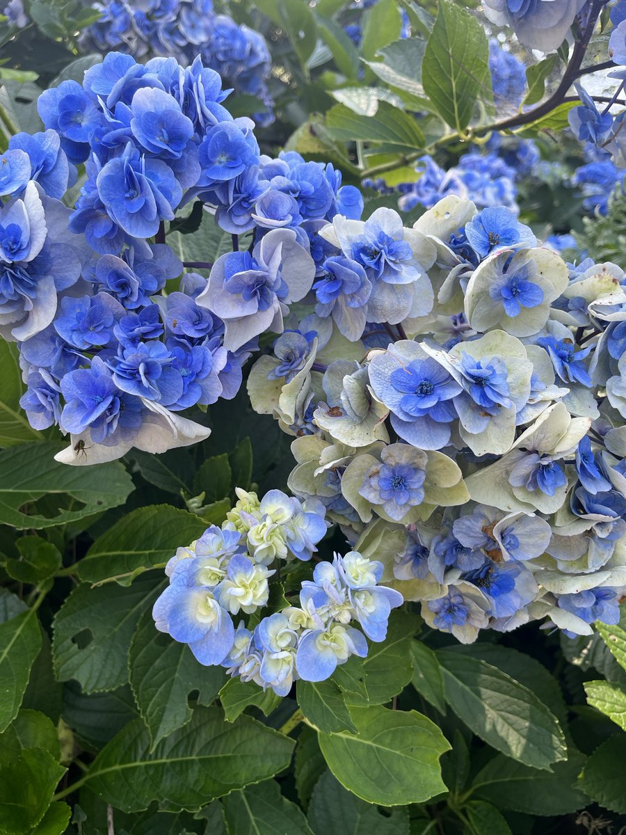 dreamshipmeg's tweet photo. 隠岐島の不思議。何故紫陽花が今？！
オキサンショウウオは、カメラ向けると見てきて、めっちゃ可愛い😍

そして、、、牛、漁火…

なかなか東京では見れないシリーズの写真を載せてみました！

#隠岐島　#不思議　#オキサンショウウオ　#漁火 https://t.co/KorUBYP3nb