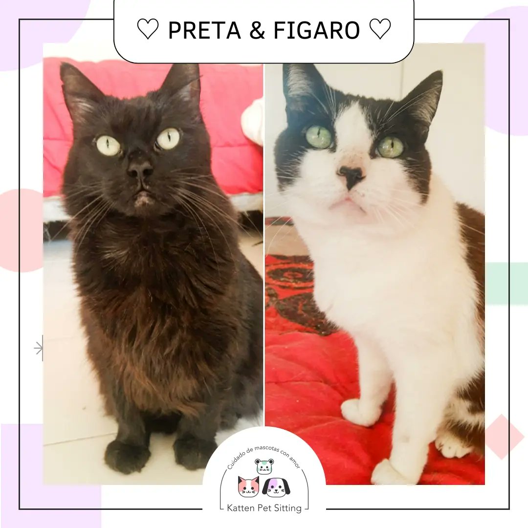 PetKatten's tweet photo. 🌈 Bienvenidxs preciosxs #Preta y #Figaro al #KattenTeam! 😻💕 Preta es una reinis mega charlatana, mimosa que AMA su cepillito y tener sesiones de mimos 🥰💕. Figaro es un pibito ultra activo, juguetón, le encanta cazar su cañita y andar a los saltos por todos lados 😹💜. (+) https://t.co/CP0RLFgBtF