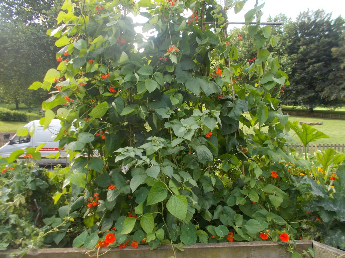 Ella Hogg (@ellahogg6) on Twitter photo Don't miss #GardenersWorld this Friday...
We're featuring on the show, bringing #Bristol's community spirit & passion for #peatfree food growing. Hear about the project led by <a href="/blaise_plants/">Blaise Plant Nursery</a> & <a href="/bristolparks/">Bristol Parks</a> from Friday 8pm:
bbc.co.uk/programmes/m00…
<a href="/GWandShows/">BBC Gardeners World</a> @FeedingBristol Don't miss #GardenersWorld this Friday...
We're featuring on the show, bringing #Bristol's community spirit & passion for #peatfree food growing. Hear about the project led by <a href="/blaise_plants/">Blaise Plant Nursery</a> & <a href="/bristolparks/">Bristol Parks</a> from Friday 8pm:
bbc.co.uk/programmes/m00…
<a href="/GWandShows/">BBC Gardeners World</a> @FeedingBristol