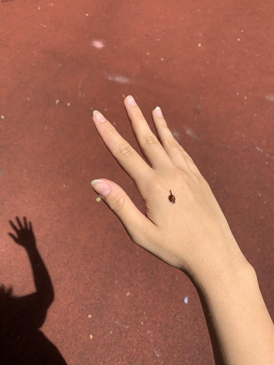hanatheunicorn1's tweet photo. Ladybug 🐞 https://t.co/AJIk7ckofq