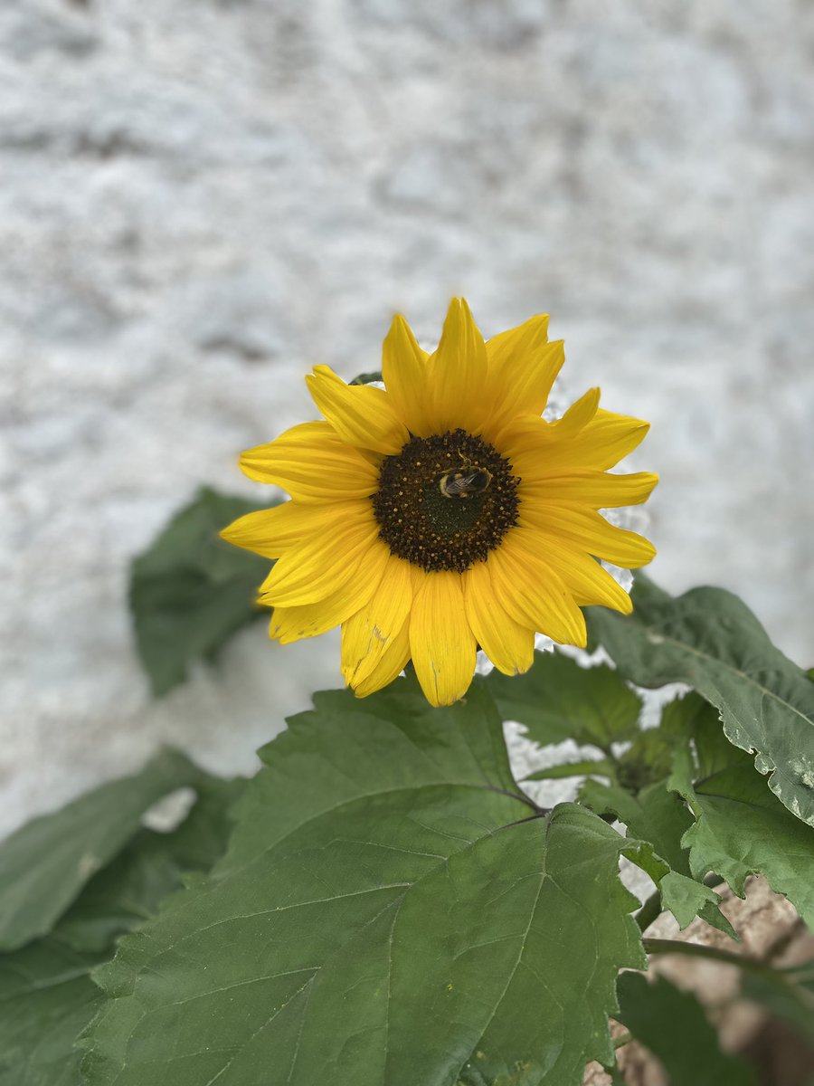 OAPL_ABUHB's tweet photo. Beautiful picture of a busy bee at GUH, reminder to remain positive even in the hard times and on these gloomy days 🌻🐝 https://t.co/gBHzz3E5og
