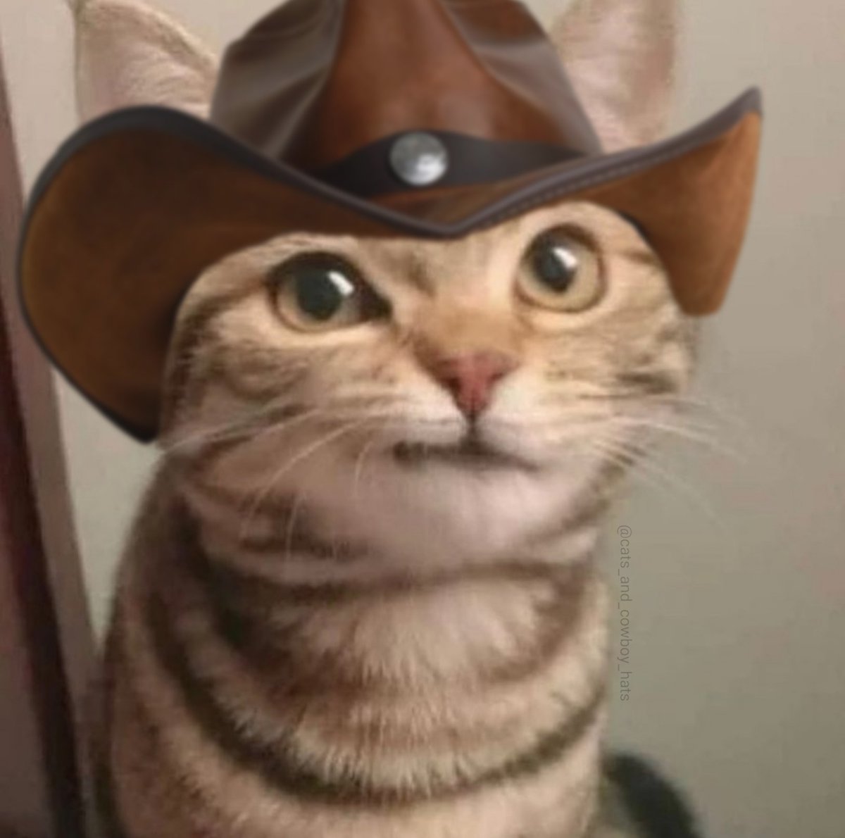 CowboyCats's tweet photo. https://t.co/RFHXWx94KY