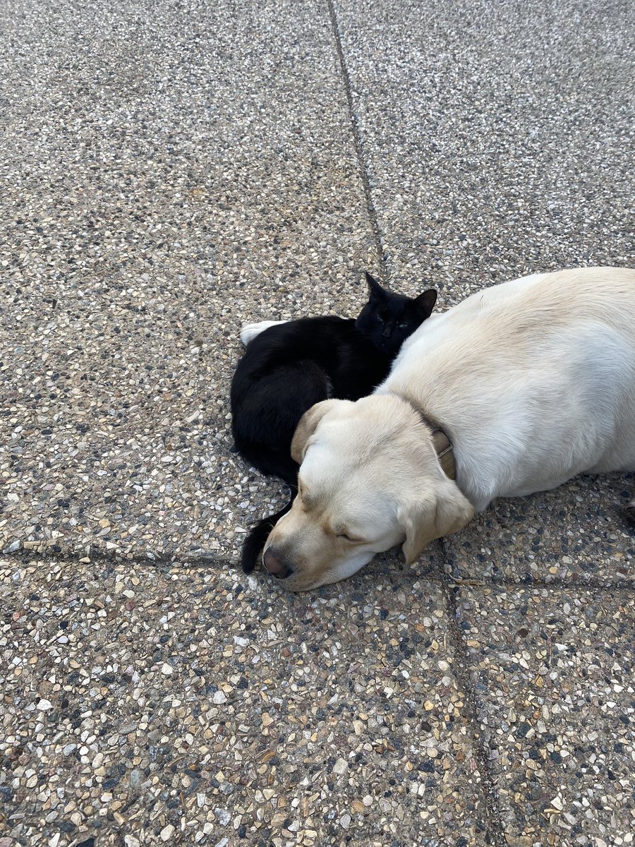 MandyHuska's tweet photo. Cause we just need more snuggle pics https://t.co/WPiXEy6hec