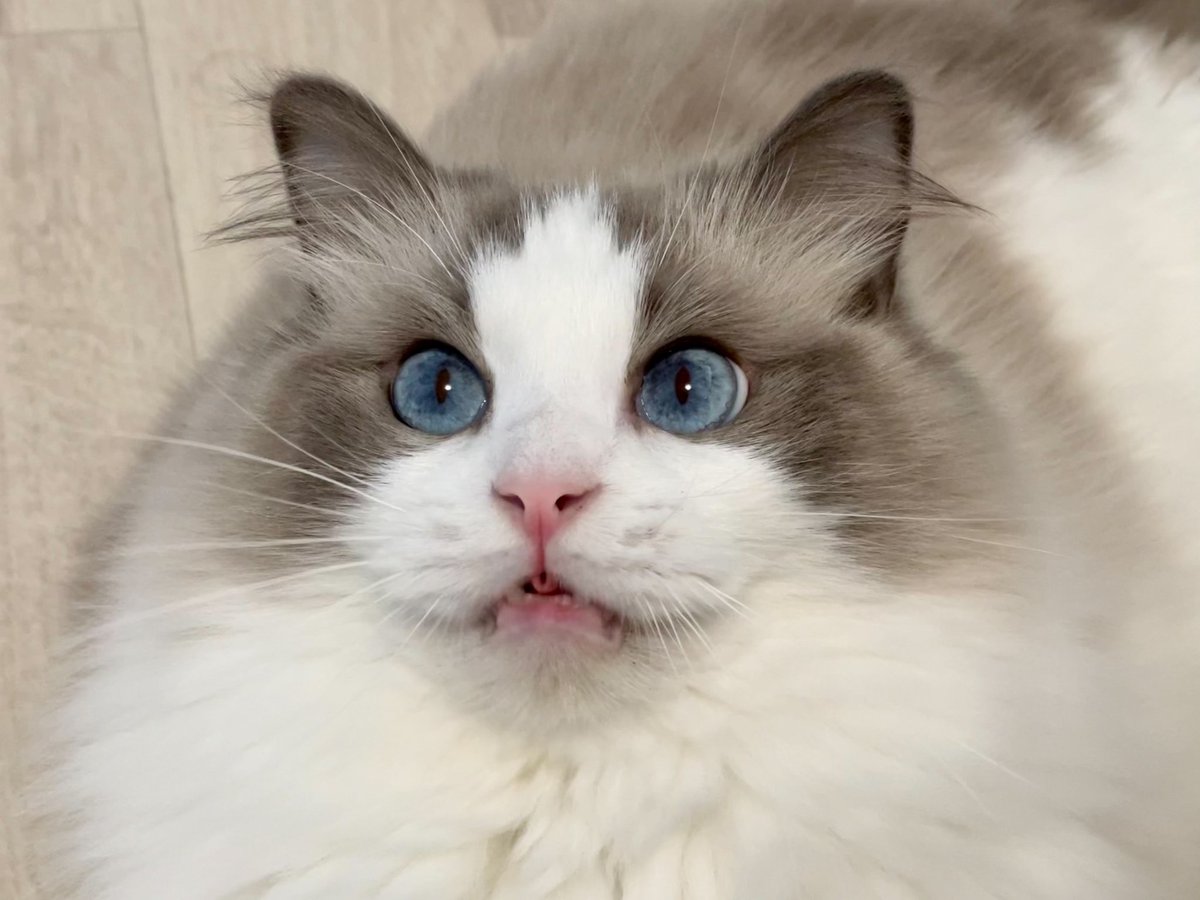 札付き❤️リンゼアナ✕シムランスLS✨ぼのぼのさん❤️ ハズレ🐌育児漫画 | おなかブーの終わり | Instagram