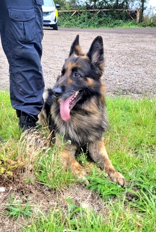 British Transport Police Dog Section tweet media
