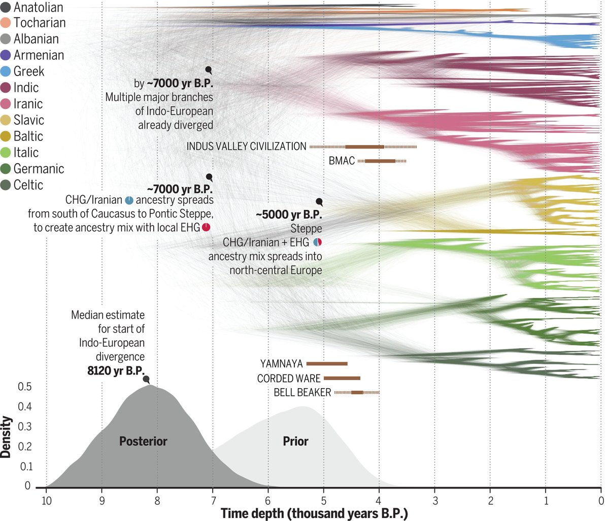 ScienceMagazine's tweet photo. In Science, researchers present a new framework for the chronology and divergence of languages in the Indo-European family, which places the family’s origin at around 8300 BP—older than previous analyses.

Read more: https://t.co/TrgN3F1u8I https://t.co/n5089WSzZi