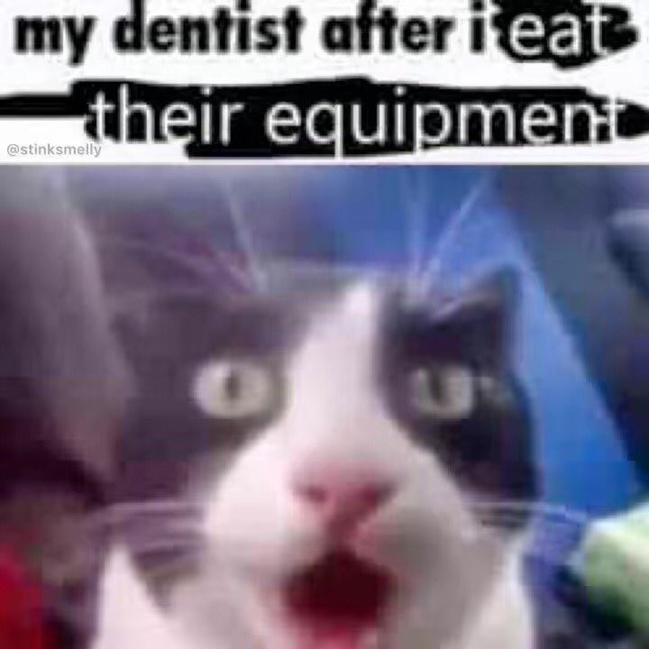 LevelsIrony's tweet photo. Cats :) https://t.co/Drj2MdnRR3