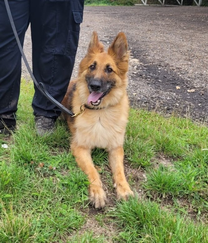 British Transport Police Dog Section tweet media