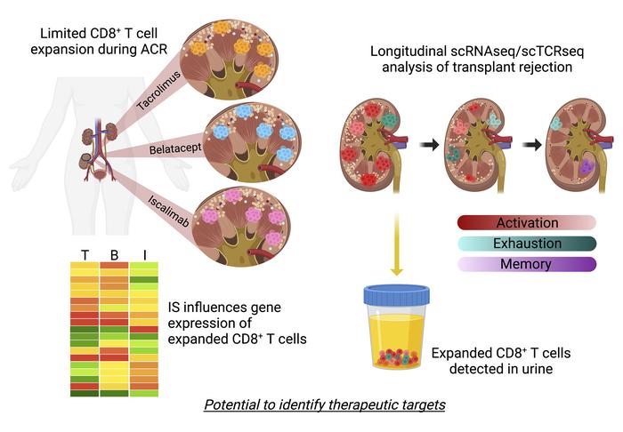 Journal of Clinical Investigation (@jclinicalinvest) on Twitter photo Single-cell transcriptomic analysis of renal allograft rejection reveals insights into intragraft TCR clonality: buff.ly/3QdK2D9
<a href="/Hildy46/">David Hildeman</a> <a href="/eswMD/">E Steve Woodle MD</a>
<a href="/uofcincy/">University of Cincinnati</a> <a href="/CincyChildrens/">Cincinnati Children's</a>
#Immunology #Transplantation Single-cell transcriptomic analysis of renal allograft rejection reveals insights into intragraft TCR clonality: buff.ly/3QdK2D9
<a href="/Hildy46/">David Hildeman</a> <a href="/eswMD/">E Steve Woodle MD</a>
<a href="/uofcincy/">University of Cincinnati</a> <a href="/CincyChildrens/">Cincinnati Children's</a>
#Immunology #Transplantation