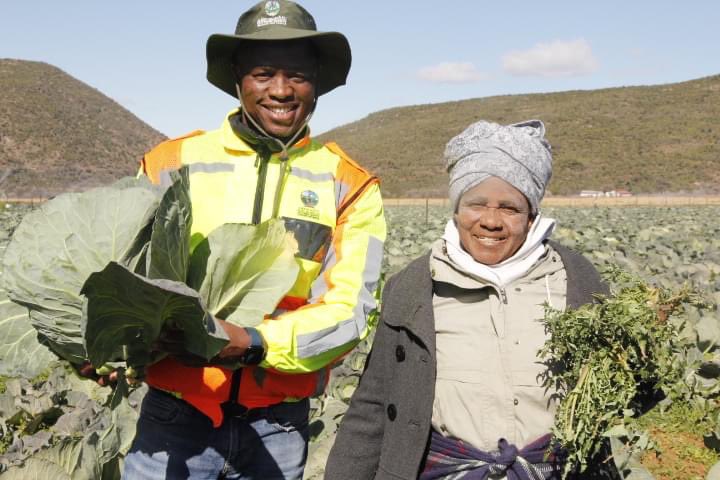 WongamaGela's tweet photo. From the land to the shelves and to your homes! Today it was harvesting day in Lanti, @Intsika_Yethu. Well done to the Sizamile Lanti Primary Co-operation, a co-op funded by Chris Hani District Municipality through the Chris Hani Development Agency. #CHDMAtWork https://t.co/Nc6XYmnvyH
