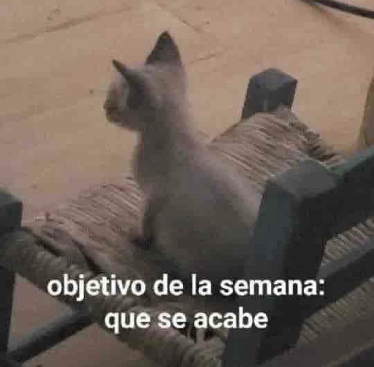 El Guarromántico tweet media