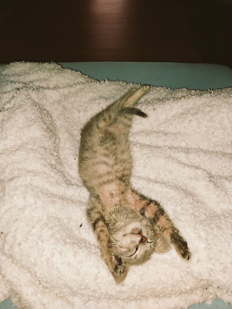 SolteszNagyEva's tweet photo. Please welcome our new addition to our family. He was injured and brought home by my boyfriend. Hope is such a lucky kitty. Enjoying his new home and already friends with our older cat. 😊 

#CatsofTwittter #Saved #lucky #hope #sleepycat https://t.co/ytpkqAe3vS