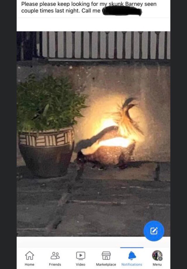 There is apparently a skunk loose in my village 😳