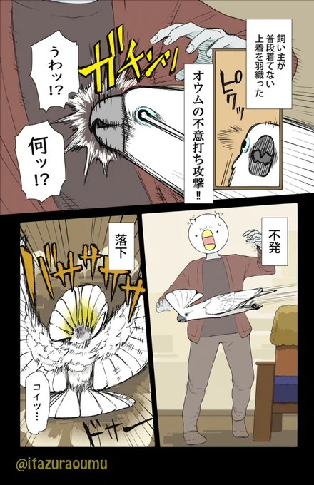 うっかりオウムが床に落ちたときは、ハグして慰めてから元の位置に戻す訳ですが…