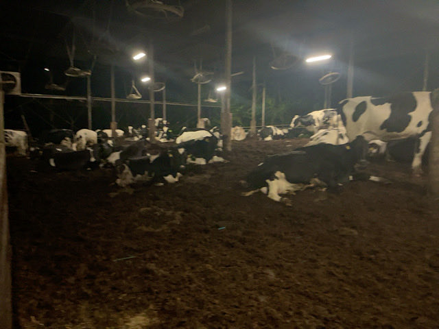 多くの人が思ってる。
牛乳捨てさせて、牛を減らさせて、多くの酪農家を廃業させて、挙げ句の果てに今度は牛乳の値上げかよ？

酪農家としてどう答えれば良いのかわからないけど、今日も牛達は、暑い中で頑張ってくれている。