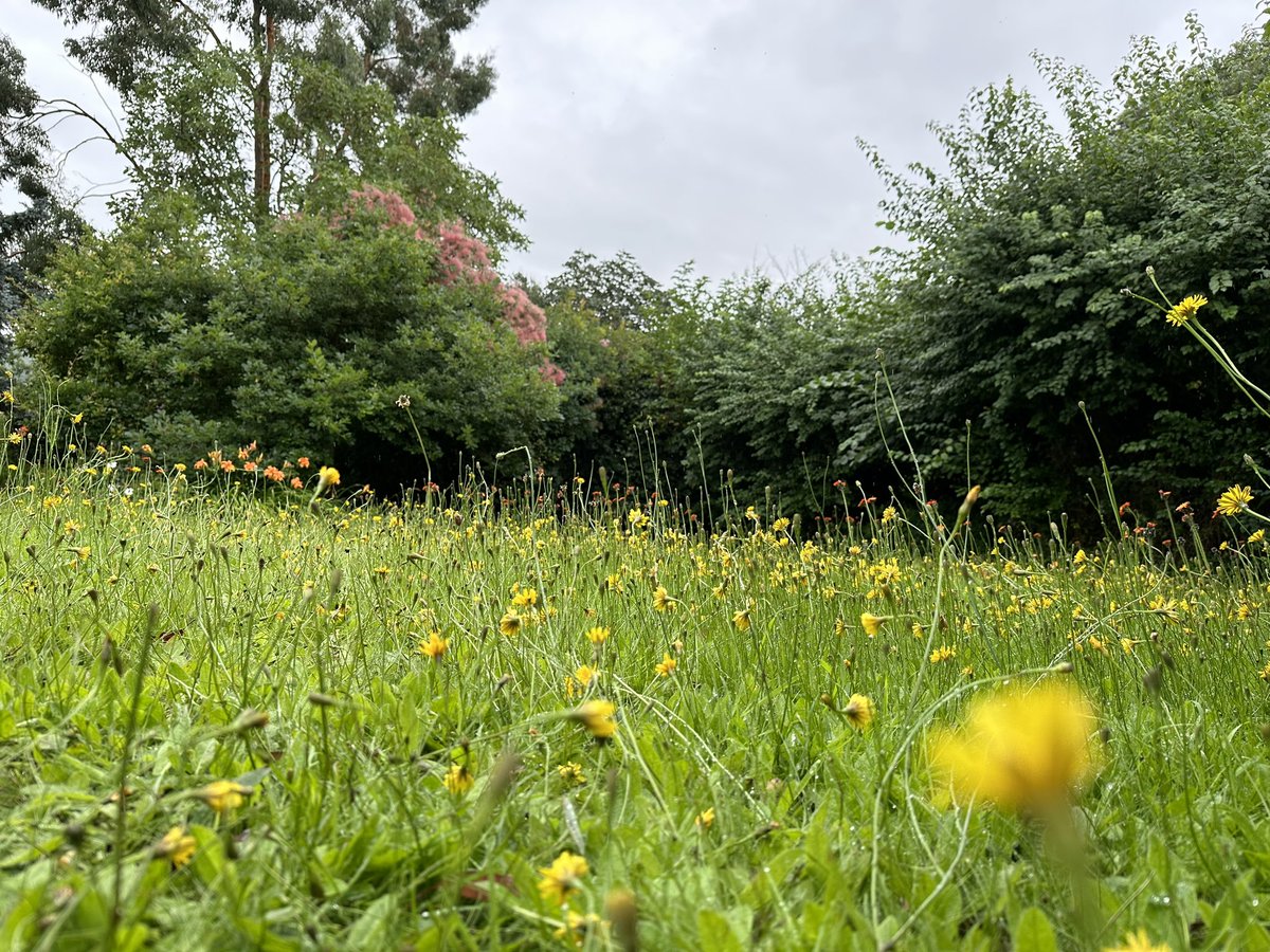Flowers looking stunning even on the wettest of July days! 
#mygarden #ladieswhogarden #daylily
#smokebush #foxandcubswildflower #mygardeninjuly