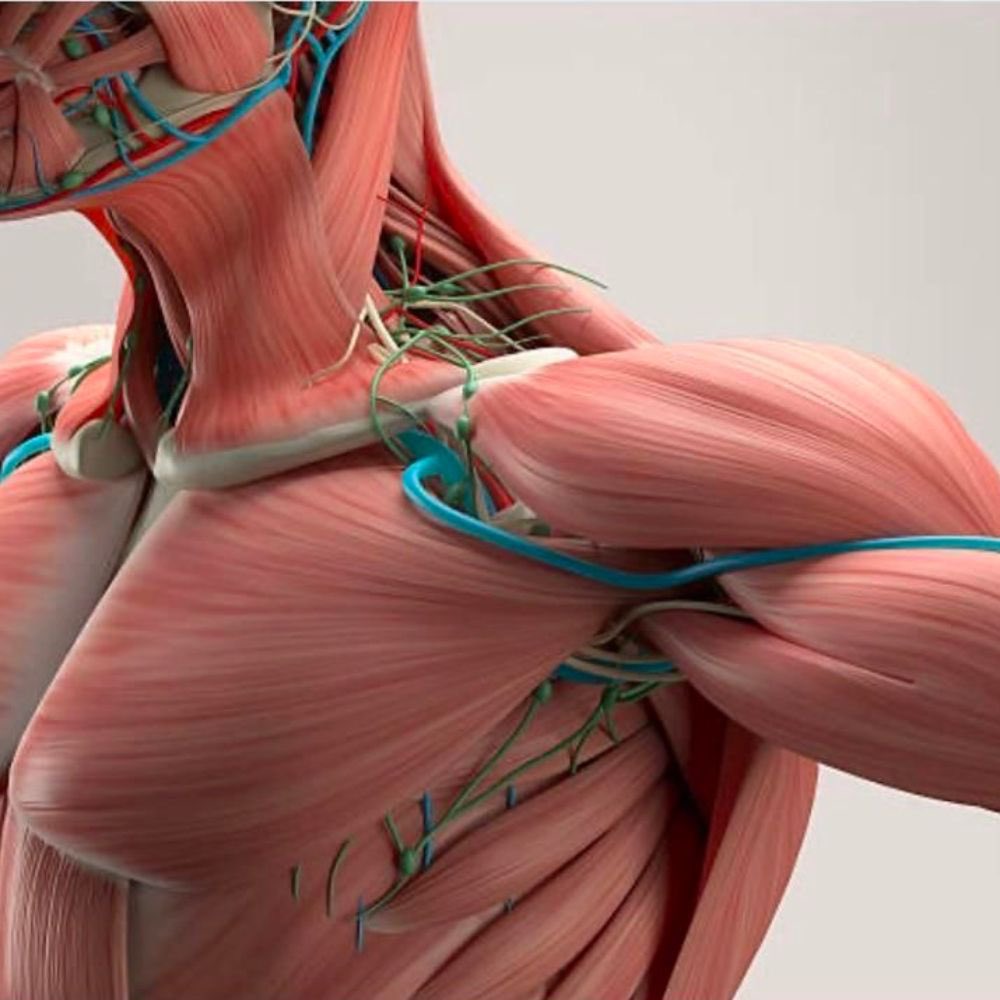 RincnCuriosoo's tweet photo. La anatomía humana es una de las áreas más importantes de las ciencias biológicas.

Aquí una colección de libros en PDF de anatomía, para conocer la estructura y complejidad del cuerpo humano, totalmente gratis.

✅ https://t.co/6WPhkzGOJH https://t.co/BeCfYxvJrS