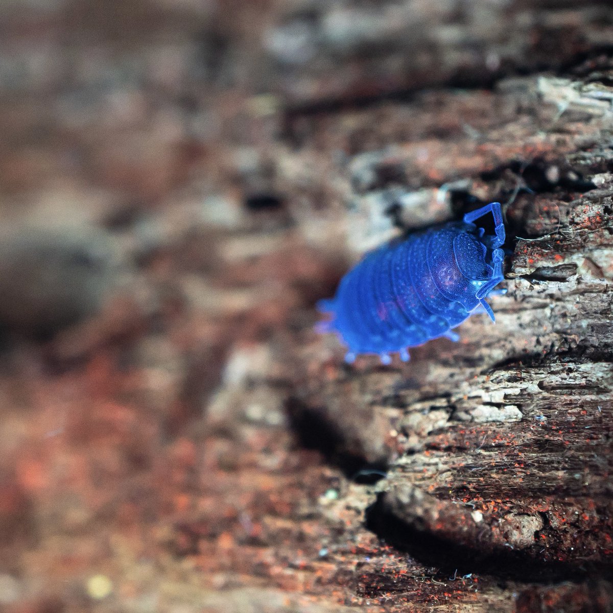 Biofluorescent Night Walks at the Farm - 10 Aug, 31Aug, 15 Sept. Discover an amazing hidden world with a UV light and expert guide. deepdalefarm.co.uk/events/a-uniqu…