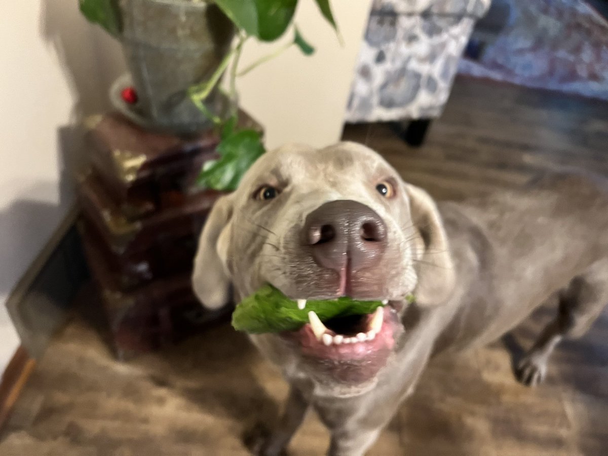 We wondered why weren’t getting many cucumbers in our garden this year. Mystery solved.