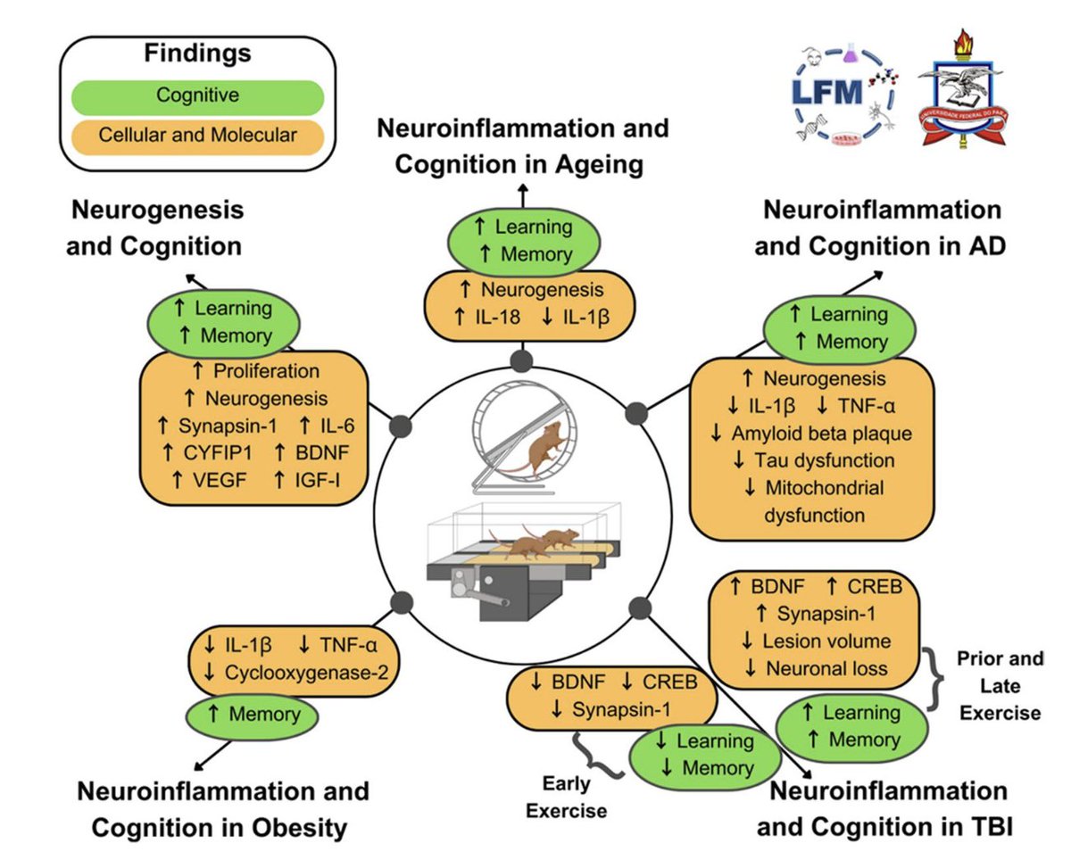 Se cree que el #ejercicio tiene un impacto positivo en el cerebro🧠 y se recomienda como 💊politerapia adyuvante para varias afecciones neurológicas, tanto para prevenirlas como para mitigarlas

link.springer.com/article/10.100…