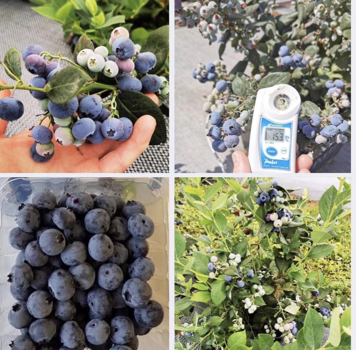 Plants365Ltd's tweet photo. Maverick TH-1493 is one of the newest additions to our portfolio of low-chill early season blueberry varieties.
Maverick is best known for its very large, firm and flavorful berries with extensive production potential.
#plants365
#MaverickTH1493
#blueberry
#lowchill https://t.co/z4SPcIeIrI