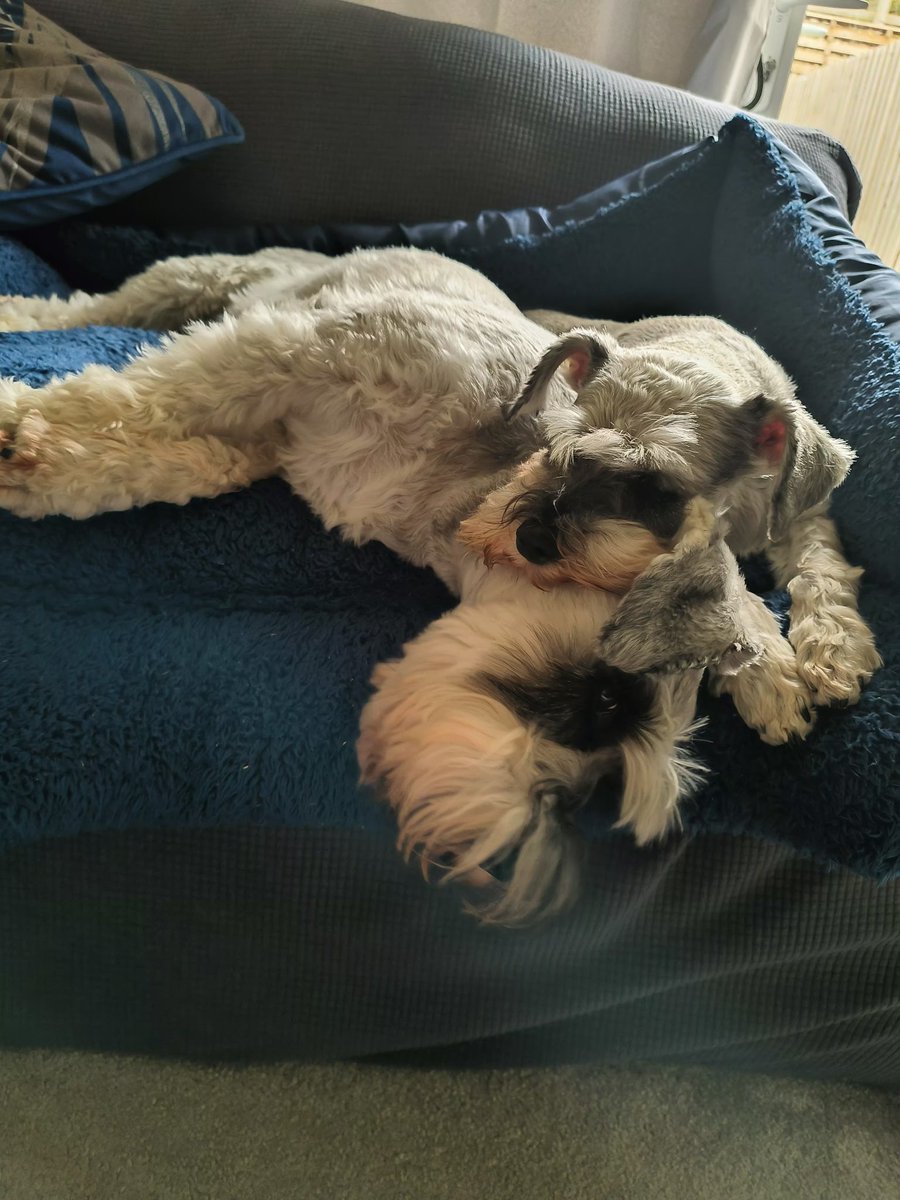 💜Kiko &💜Woofie &💜Katkins tweet media