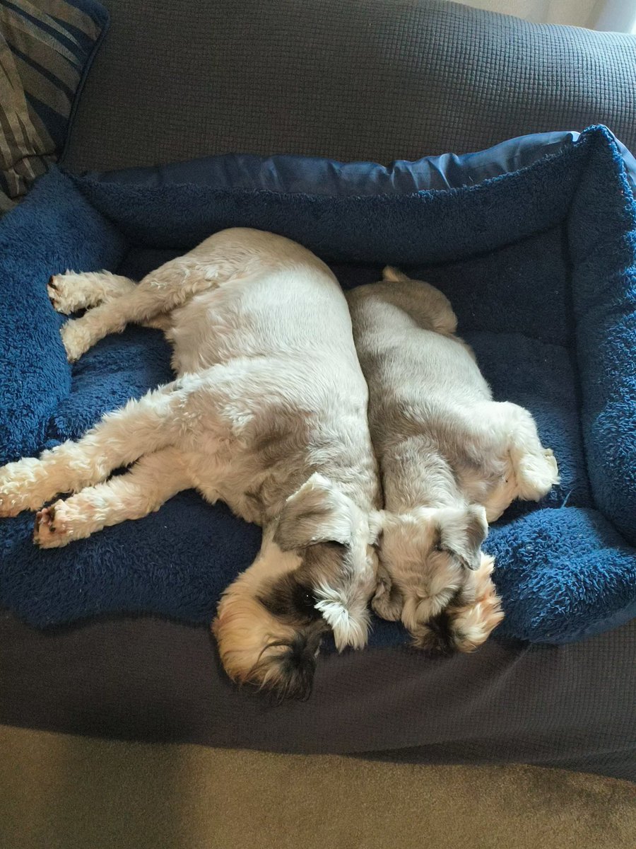 #MondayMood 🌧️⛈️☔ nuffin makez uz tu leave da setie😂🤣 #ZSHQ #SchnauzerGang #dogs