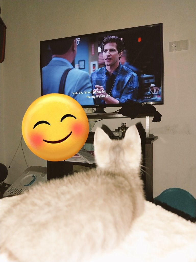 SolteszNagyEva's tweet photo. Brookly 99 fan in the making! 😊😊👮‍♀️👮‍♂️ 
#brooklyn99 @brooklyn99 #funnycat https://t.co/KmIdCKq5xB