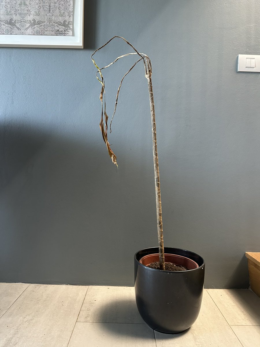 Regína Björk tweet media