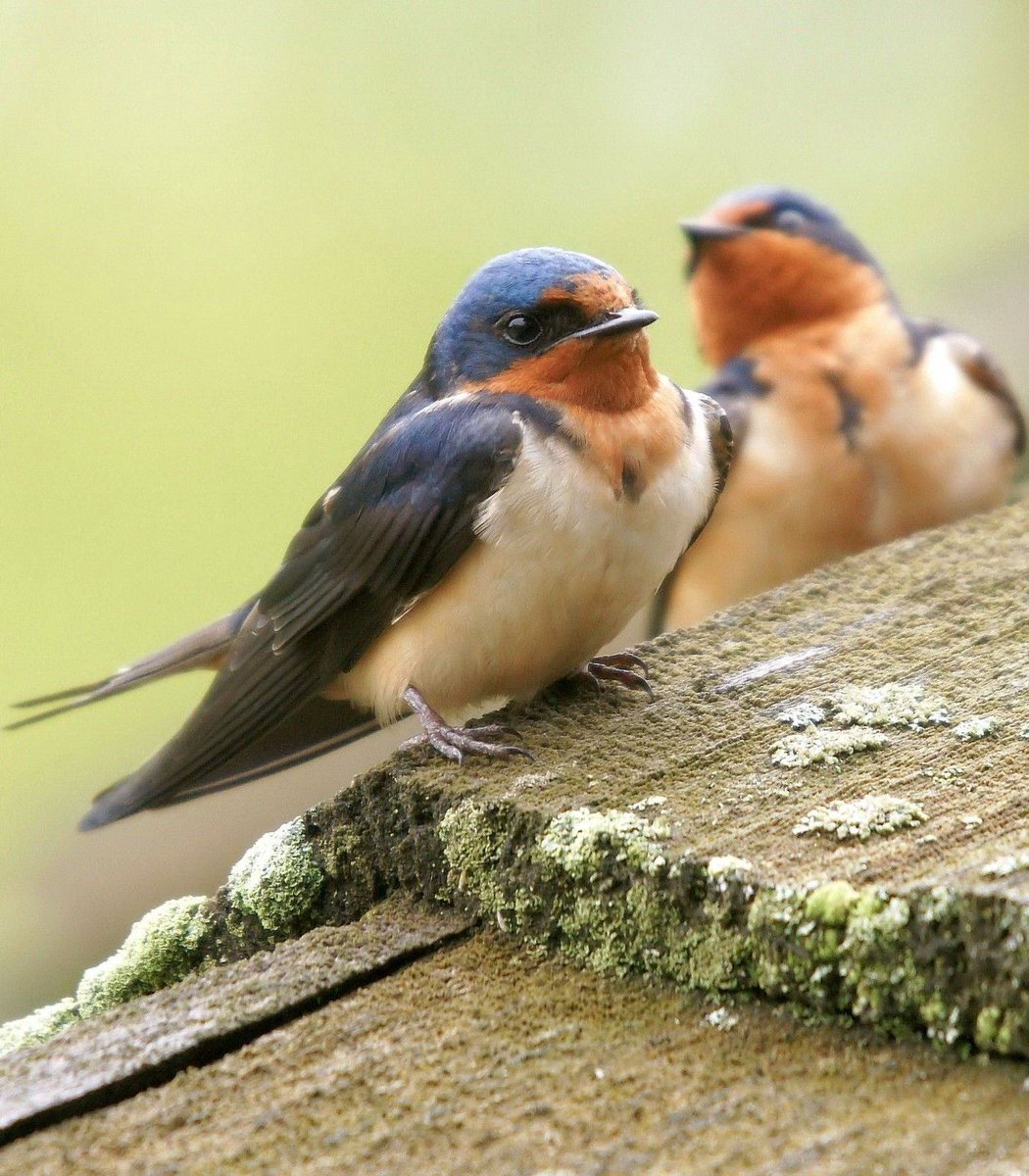 LoveSongs4Peace's tweet photo. Barn swallow (Hirundo rustica) is the most widespread species of swallow in the world. It has largest distribution of world's passerines, ranging over 251 million km2 globally. 

#birdphotography #birdwatching #birding #BirdsOfTwitter #Birds

Wikipedia:  https://t.co/y8pERci6Y5