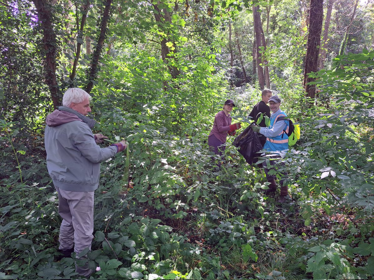 Beckenham Place Park Ranger (@bppranger) on Twitter photo We kicked off our #LoveParks Week with a Saturday volunteer balsam bash in the Wet Woodland. This invasive plant spreads very quickly due to its ability to launch seeds up to 7m causing it to block out other plants. <a href="/KeepBritainTidy/">Keep Britain Tidy</a> <a href="/BeckenhamPark/">Beckenham Place Park</a> We kicked off our #LoveParks Week with a Saturday volunteer balsam bash in the Wet Woodland. This invasive plant spreads very quickly due to its ability to launch seeds up to 7m causing it to block out other plants. <a href="/KeepBritainTidy/">Keep Britain Tidy</a> <a href="/BeckenhamPark/">Beckenham Place Park</a>