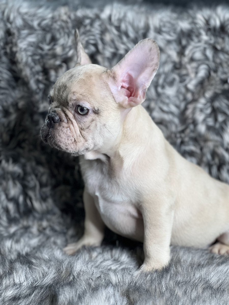AtlFrenchy's tweet photo. Don't let this chance slip away! Contact us now to secure your spot in our French bulldog reservation program. Embark on an exciting journey filled with boundless love, endless snuggles, and unforgettable memories. 🎯Available now🎯 #frenchies https://t.co/obEutjZlhE