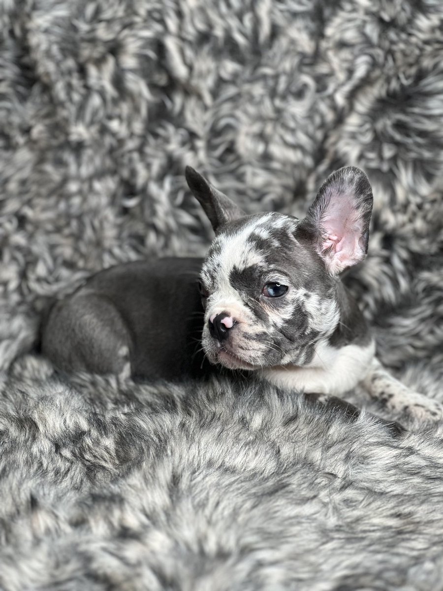 AtlFrenchy's tweet photo. Don't let this chance slip away! Contact us now to secure your spot in our French bulldog reservation program. Embark on an exciting journey filled with boundless love, endless snuggles, and unforgettable memories. 🎯Available now🎯 #frenchies https://t.co/obEutjZlhE