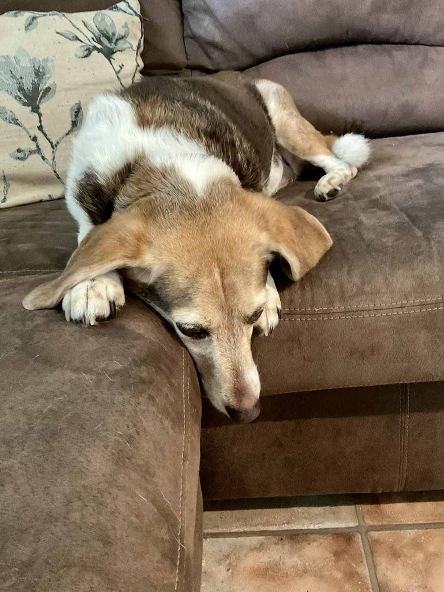 As usual, Jersey is not one bit happy about the girls being gone and I will have to console her for the next two days while she sulks around the house depressed again.