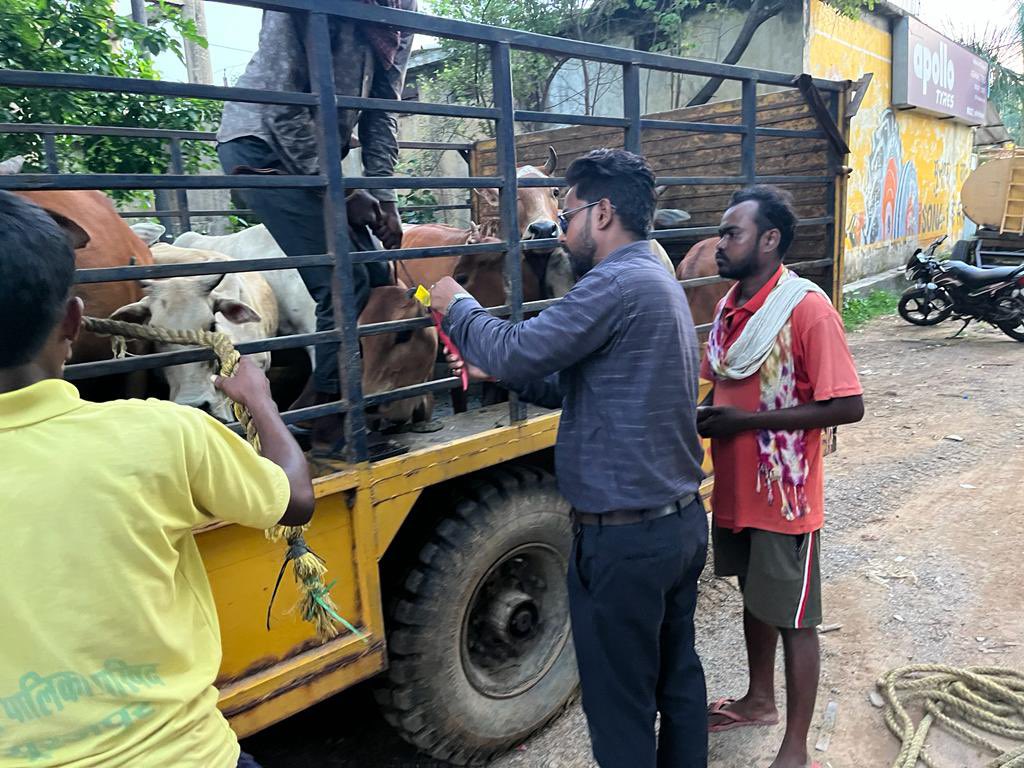 IASTripathiCG's tweet photo. Nagar palika surajpur antargat aaj 21 pashuon ko main road se pakda gaya sabhi ko identification hetu tagging kiya gaya #StrayCattles #Reflectivebands #relocation #tagging @SurajpurDist @ChhattisgarhCMO @RChoubeyCG @amitabhjn @KPSingh_IAS @DPRChhattisgarh https://t.co/izKaQpY3FD