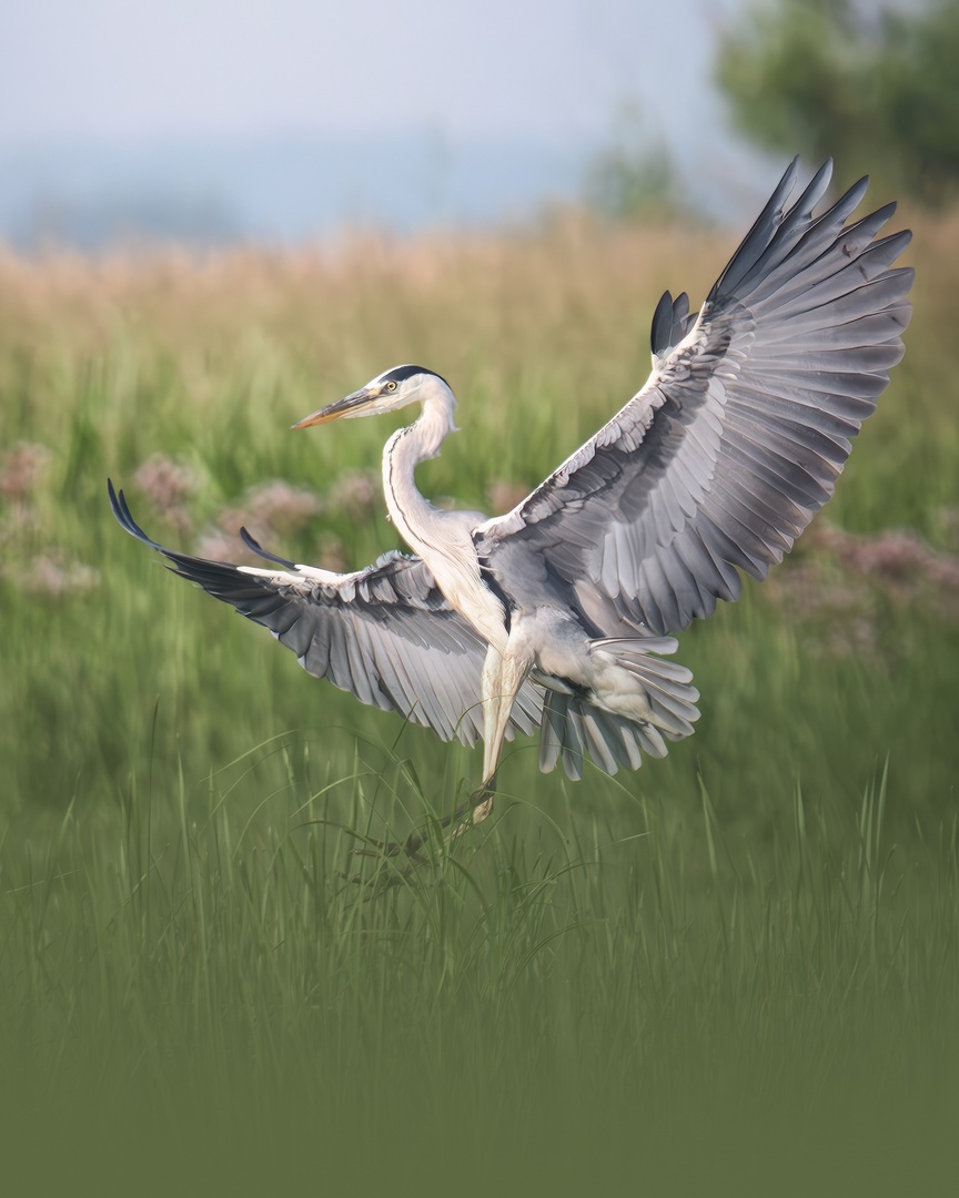Серая цапля (Ardea cinerea)

📷 Михаил Поляков: rtraveler.ru/community/user…