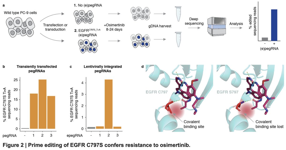 Check out our latest led by the inspiring and tenacious
@FloChardon entitled 'A multiplex, prime editing framework for identifying drug resistance variants at scale' !!  (1/2) 

biorxiv.org/content/10.110…