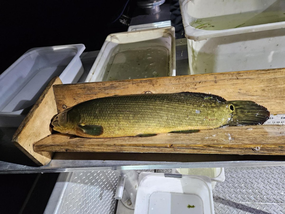 TRCA_HQ's tweet photo. Our July nighttime boat #electrofishing is complete! We monitor waterfront fish communities daily during warmer months and at night for two weeks each July and October. This data helps track the health of regional fish communities over time. Learn more: https://t.co/yKwPY9HKc5 https://t.co/fdH9HRpdFI