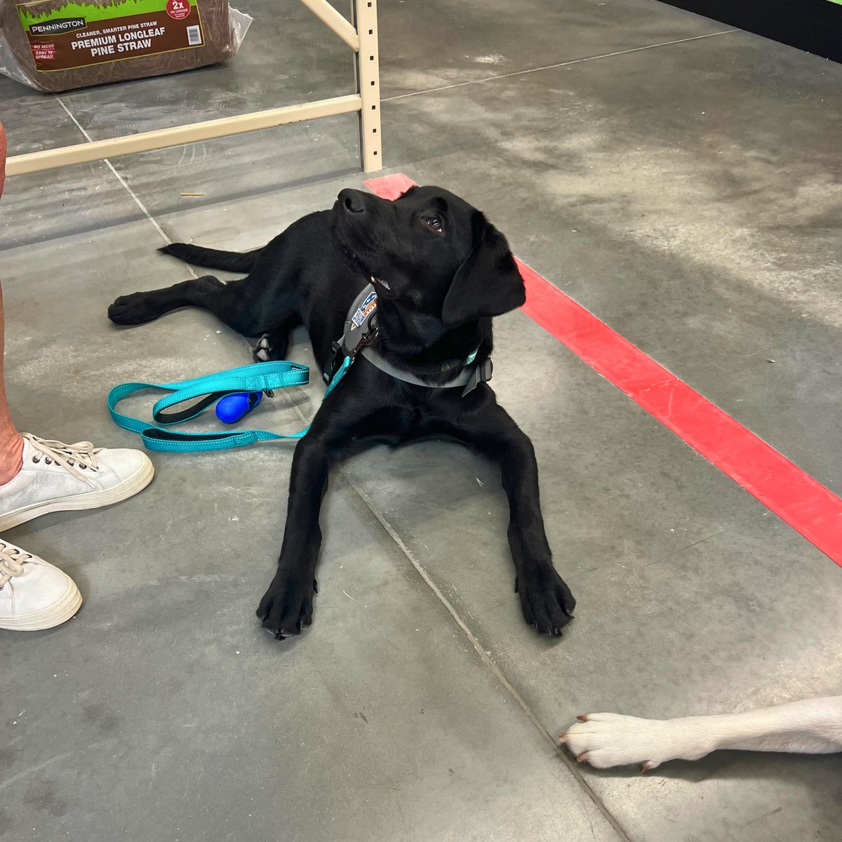 Valor Service Dogs tweet media