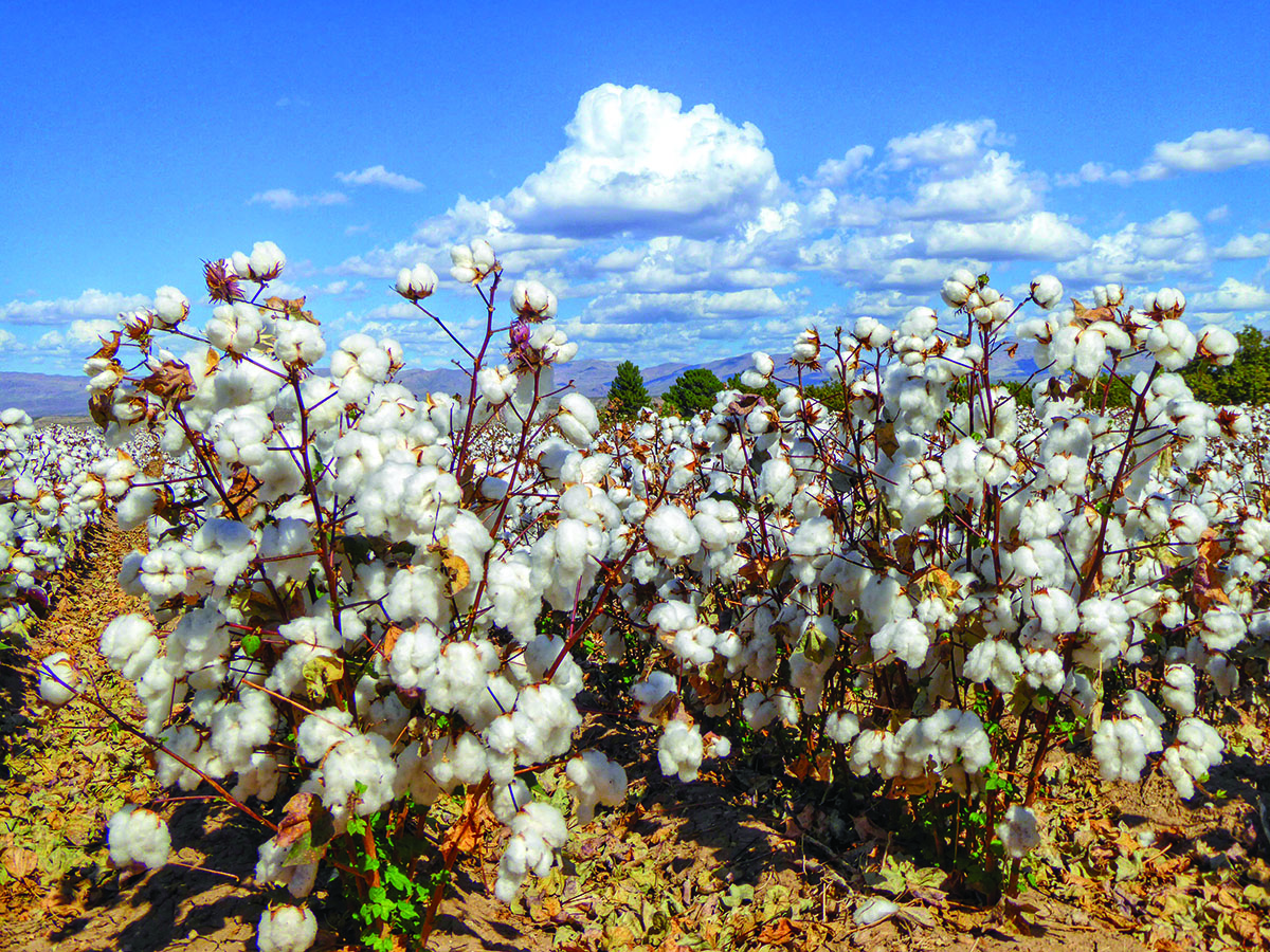July's Cotton Board Calendar photo was taken by John Gibson. Thank you to the folks at Cottonspindlepress for their sponsorship of July in the calendar. Cottonspindlepress offers air-operated presses to perform spindle replacement in cotton harvesters. cottonspindlepress.com.