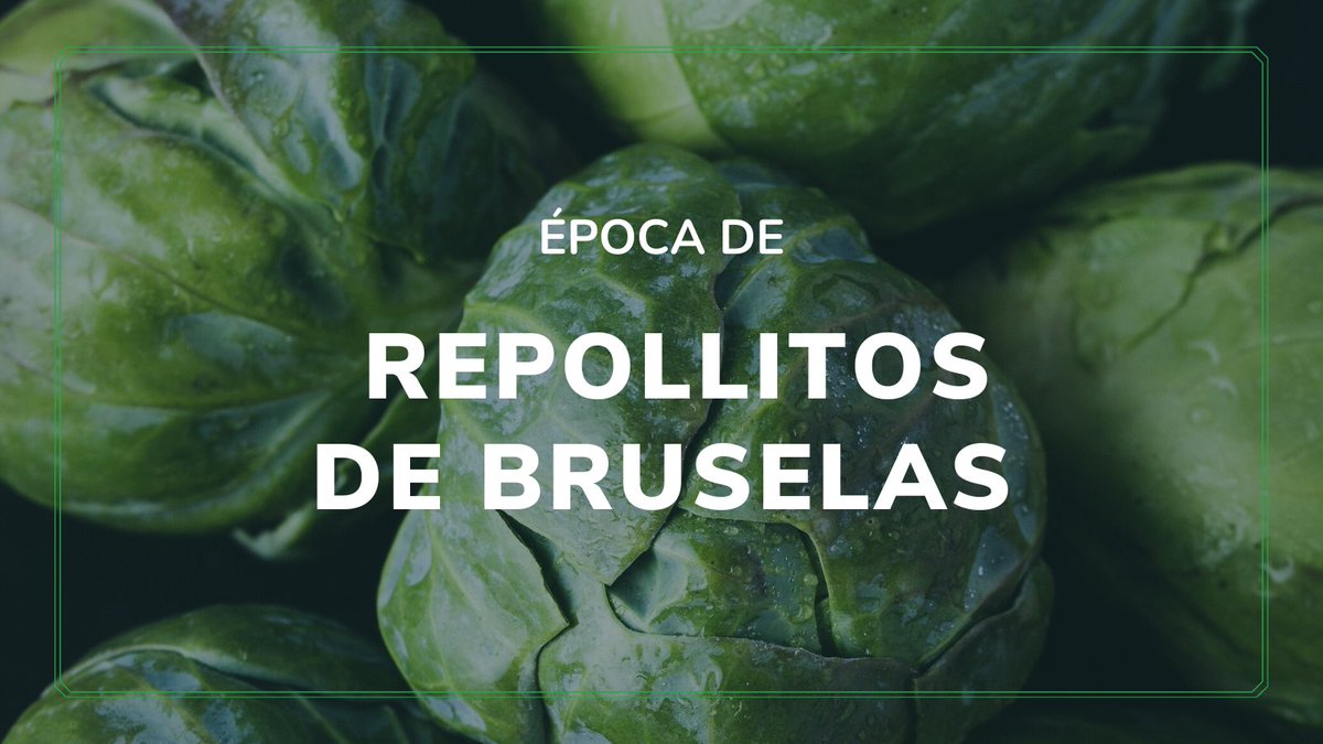 LanafilAgro's tweet photo. Se deben buscar aquellos de forma redonda, superficie brillante y sin daños ni presencia de insectos ni manchas. Los repollitos de Bruselas suelen conservarse durante semanas en heladera. #cultivandoconfianza

#cultivo  #agrouruguay #repollitos #bruselas #vegetales #verduras https://t.co/SgWs9Ayl20