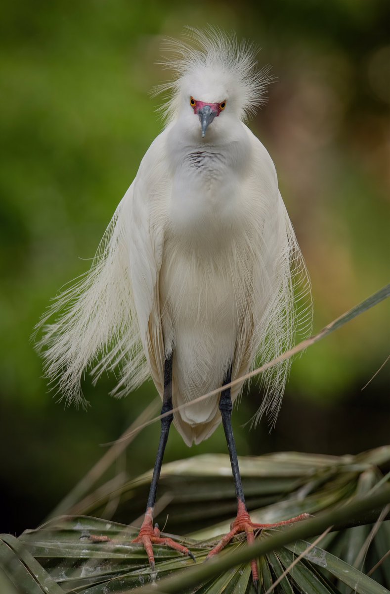 birdcrazed6's tweet photo. WHAT DO YOU MEAN IT’S MONDAY ALREADY 😩

Good morning #TwitterNatureCommunity I hope everyone had a better weekend than this Snowy Egret 😂

#BirdsOfTwitter #BirdTwitter #Birds #nature https://t.co/hHHFoeFvr2